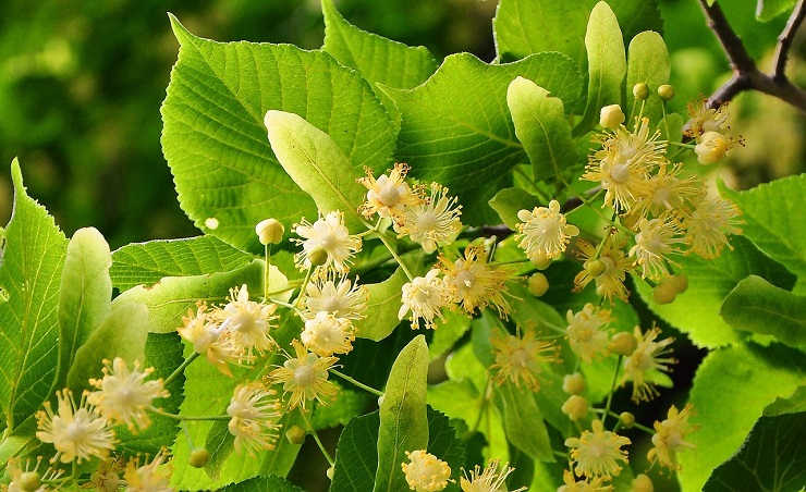リンデン Linden