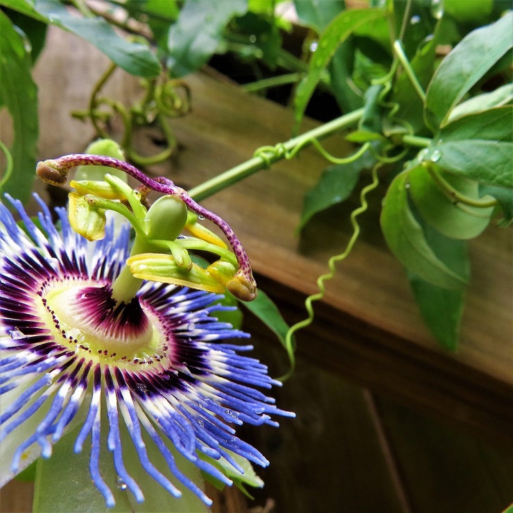 パッションフラワー Passionflower