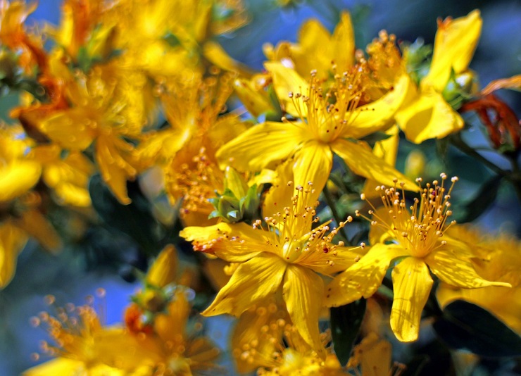 セントジョンズワート St. Johns Wort
