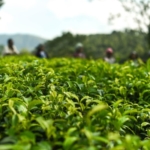 紅茶検定