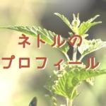 ネトル(イラクサ科)のプロフィール