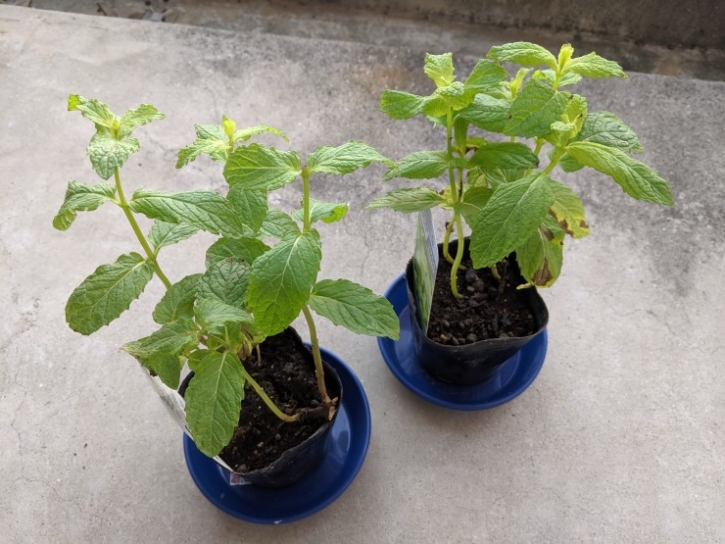 【ハーブ育成日記】「スペアミント」2日目の様子 hearvinyl