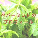 ペパーミント(シソ科)のプロフィール